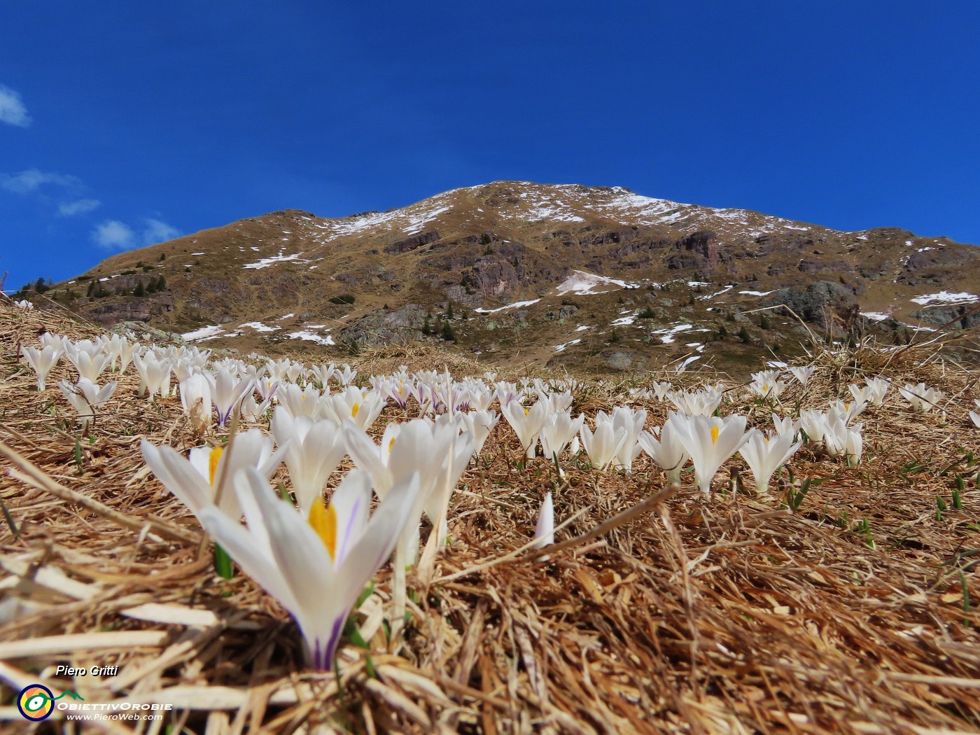 19 Al Monte Campo primi Crocus vernus .JPG